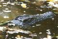 swimming crocodile
