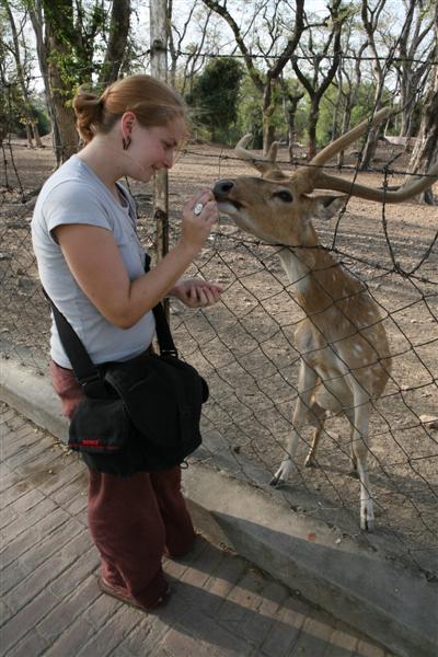feeding a deer at Deer Park