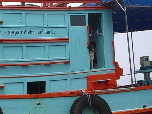 The dive boat dog, who lived on board