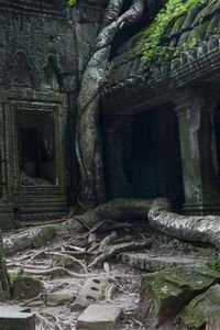 tree branches hugging a temple wall