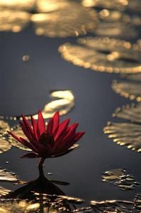 Lotus and lillypads