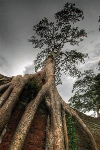tree growing from temple wall
