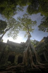 Angkor tree