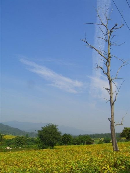 tree and field outside of Pai