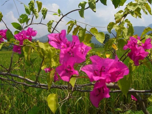 pink flowers near Pai