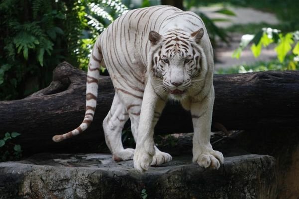 snow tiger at the zoo