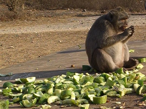 fat monkey eating apples