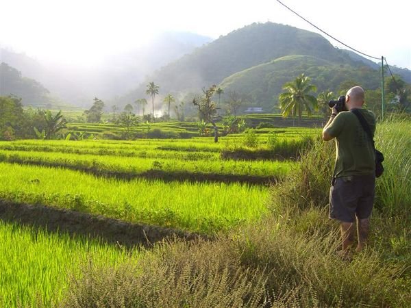 unbelievably green rice paddies
