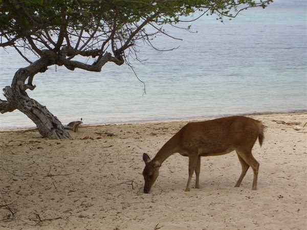 deer on the beach