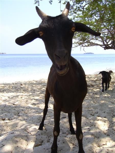 a really cute goat on Seraya beach