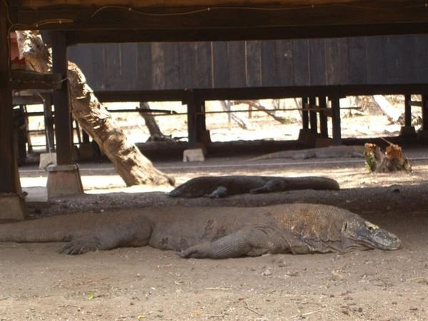 a big lazy komodo dragon under the ranger station