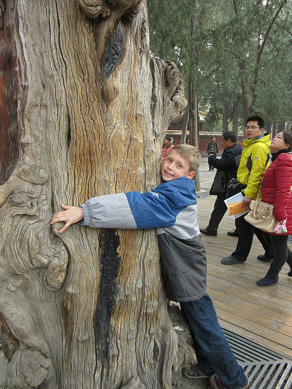 Tree Hugger in the Garden of the Forbidden City