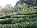 Dragon Well Tea Plantation