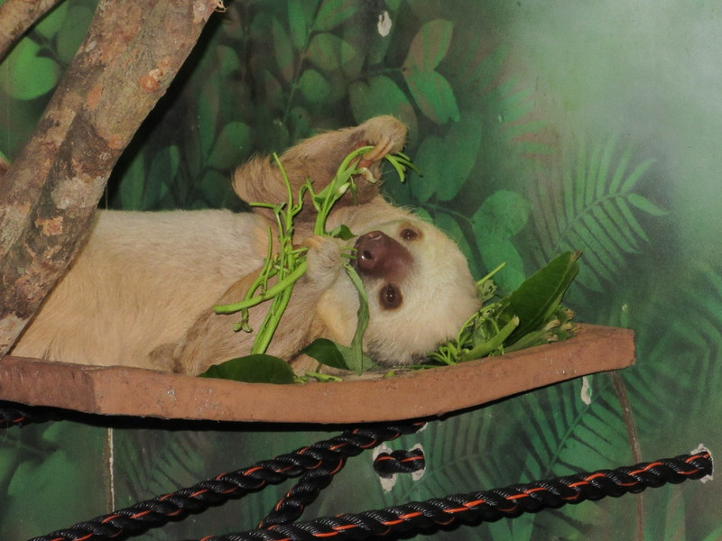 Millie, a Two-Toed Sloth