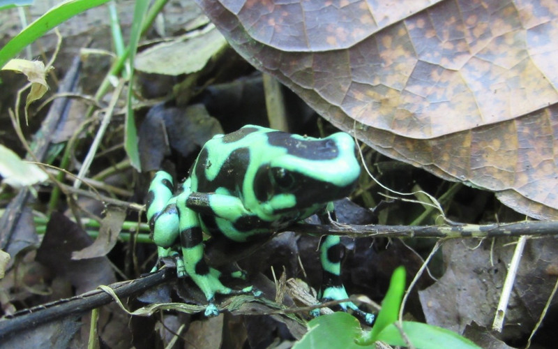 Black &amp; Green Dart Frog