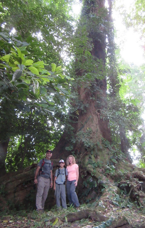 BIG Ficus Tree!