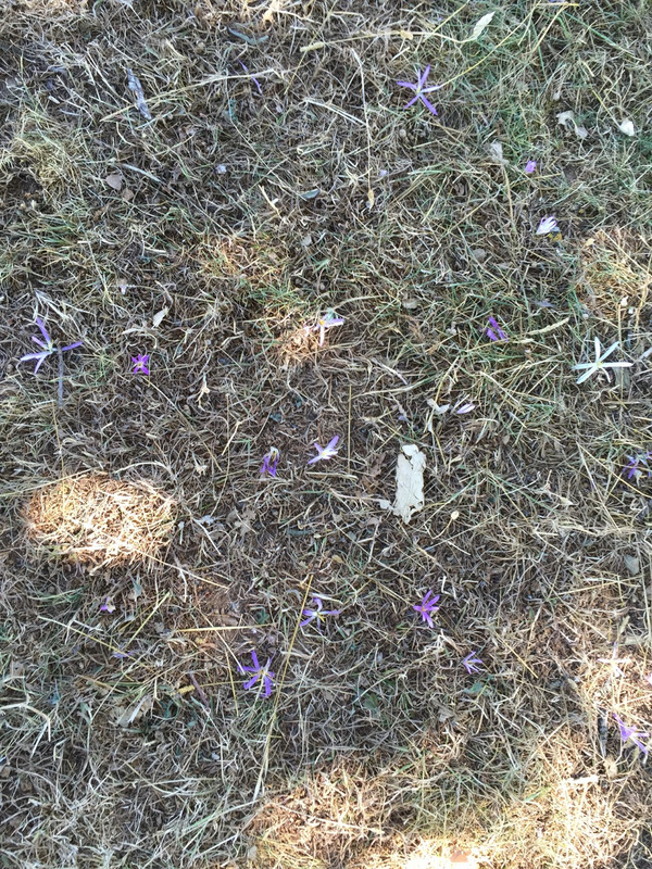 Purple Flowers Growing, Not Petals