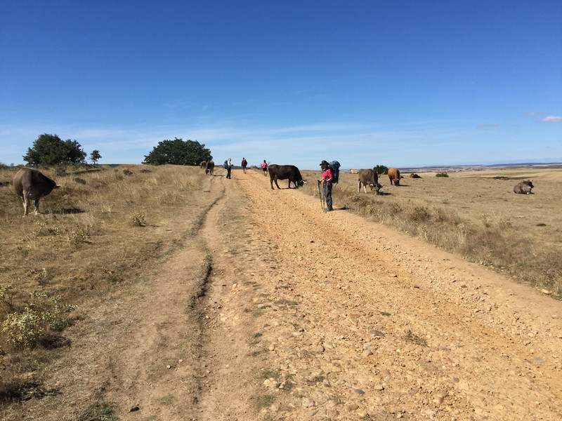 Cows on the Camino
