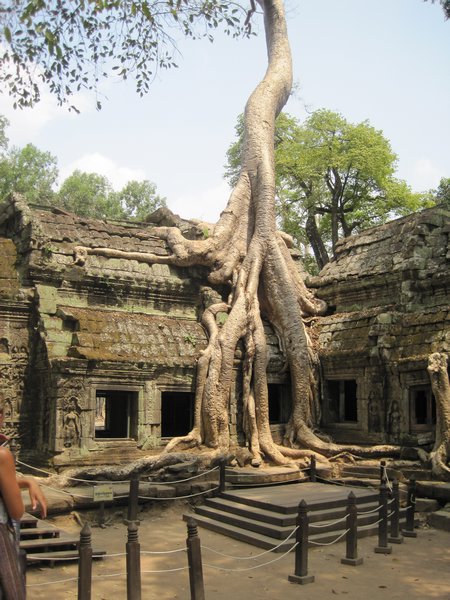 Tree overpowering a temple