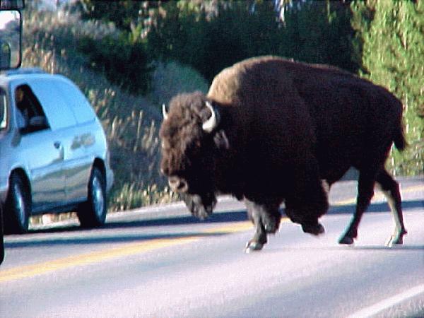 Bison Yellowstone NP