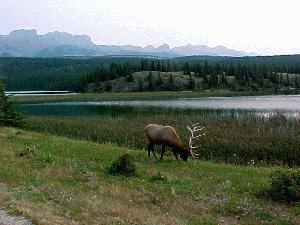 Elk, Jasper Alb