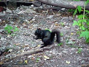 a squirrel in Black Harlem NYC