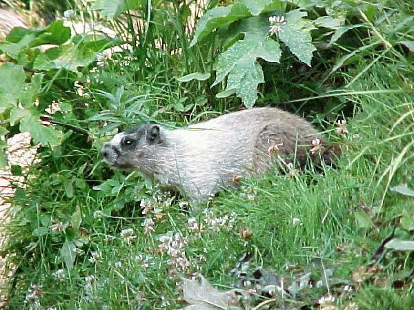 Lake Louise BC hoary marmot