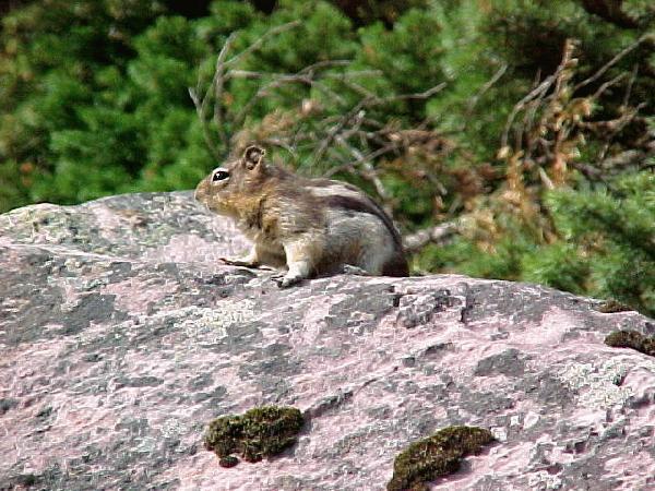 Lake Louise BC hybrid ground squirrel
