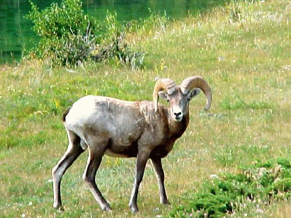 Jasper Alb bighorn sheep 2