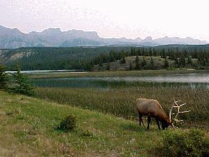 Jasper Alb bull elk