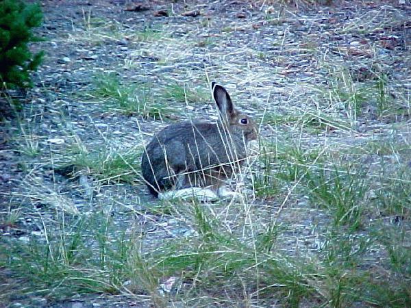 Snowfoot Hare! Wyoming