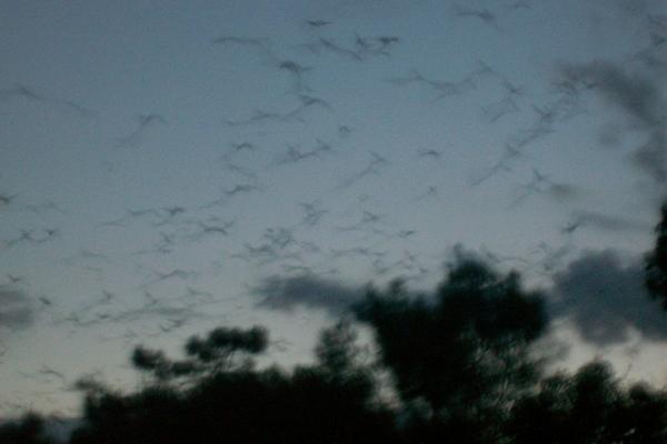 It's The Bats!!!