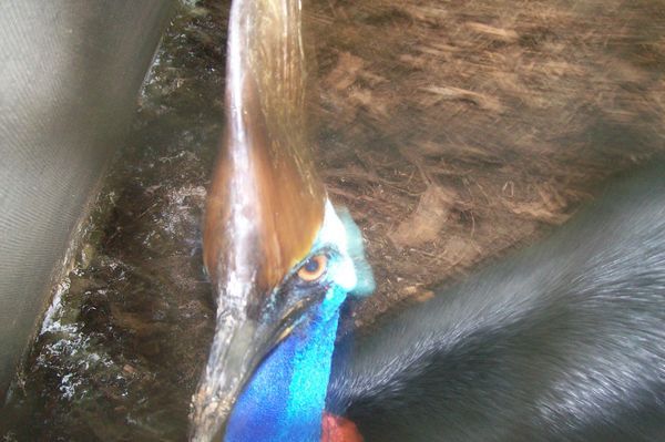 Cassowary Satans Bird Its EVIL ...Jus Looking at it makes you cry