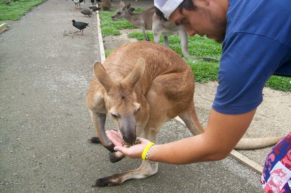 Kangaroo Its Enormous... 