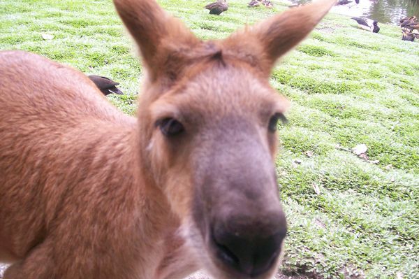 Kangaroo came THIS close to the camera... 