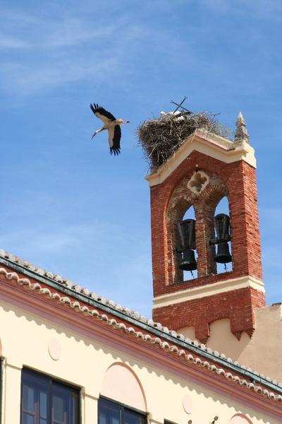 Storks in Terradillos