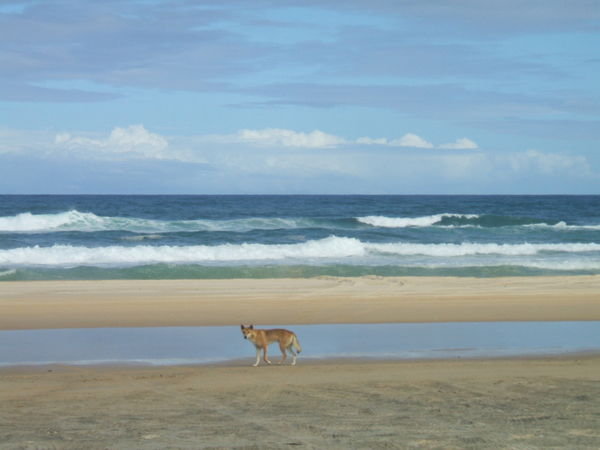 Fraser Island: A dingo ate your baby!?