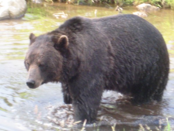 A real live grizzly-in an enclosure!