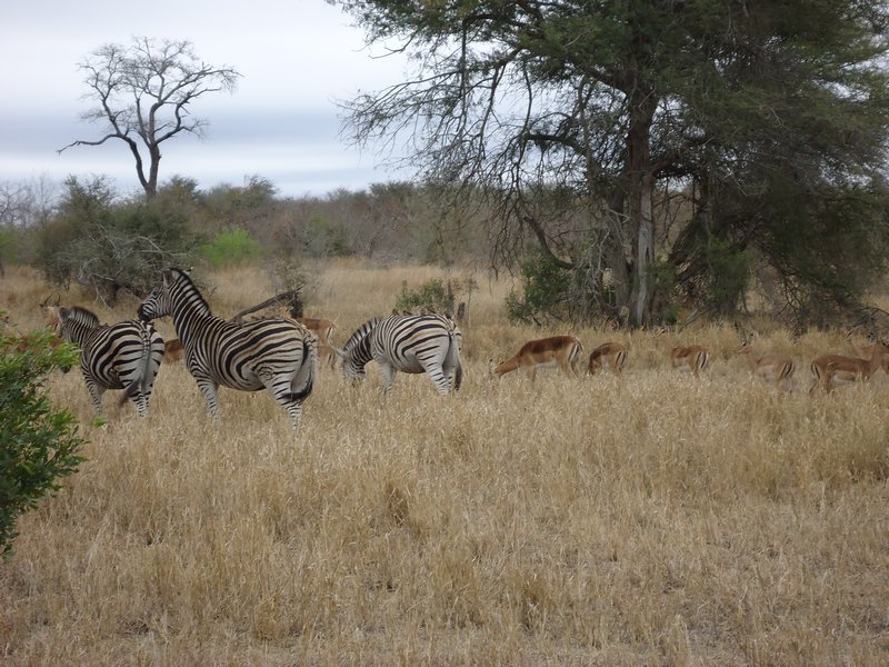 Zebra and impala