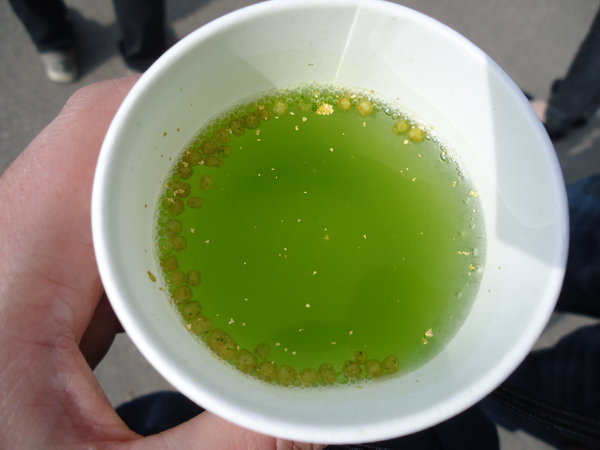 Green tea and gold leaf