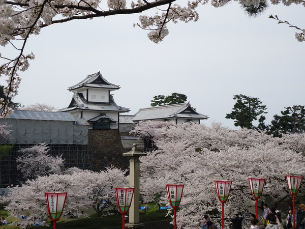 Kanazawa castle in cherry bloom