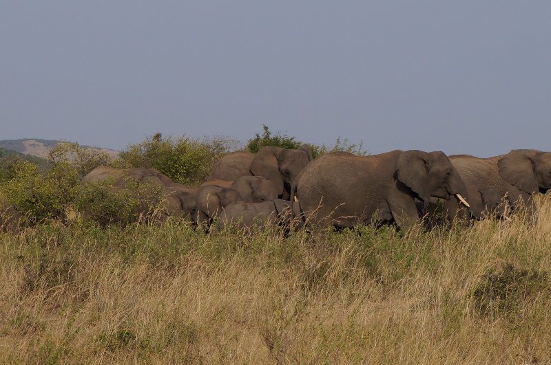 Elephants-Masai Mara National Park