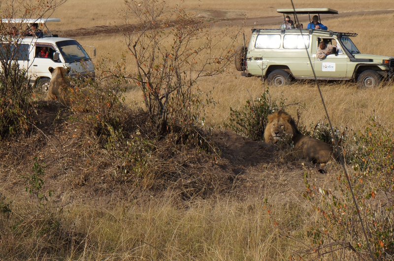 Honeymooning lions-Masai Mara National Park
