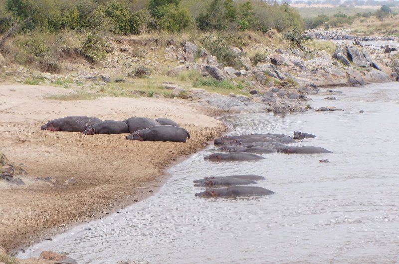 Hippos-Masai Mara National Park
