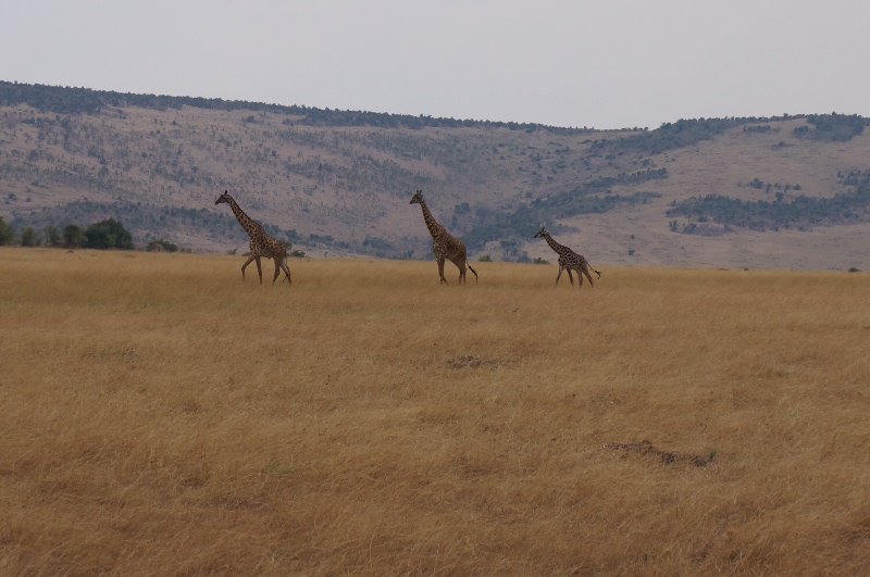 Giraffes-Masai Mara National Park
