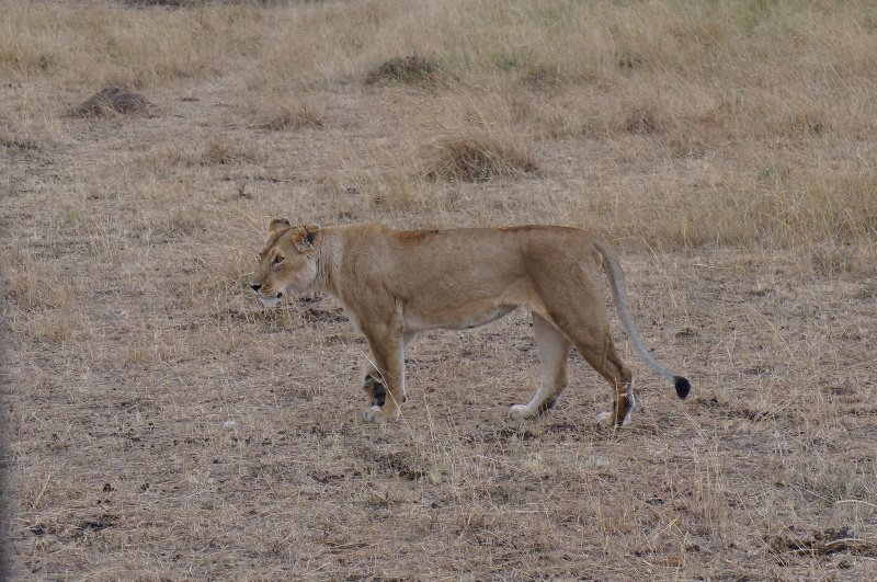 Female lioness-Masai Mara National Park
