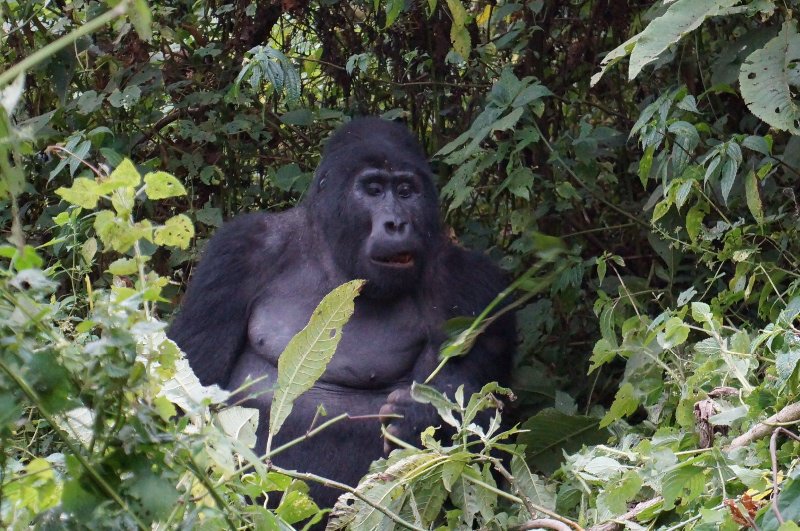 Silverback checking us out