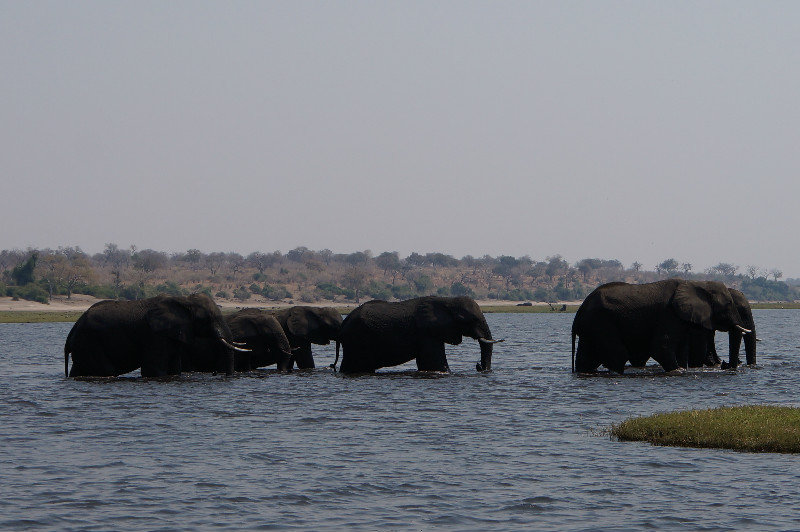 Elephants crossing