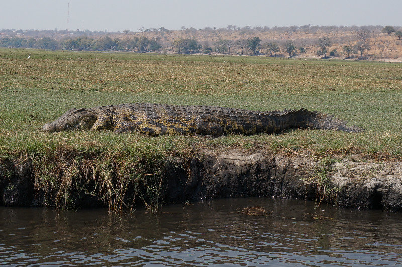 The croc that pretty much got in with us