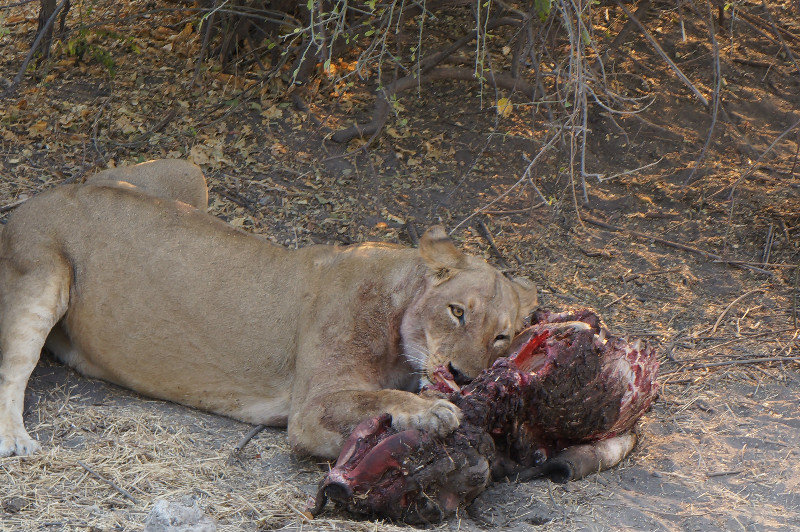 Lion with its kill